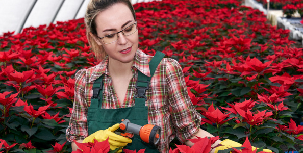 Садово-парковое и ландшафтное строительство